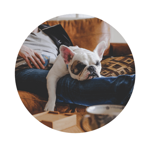 Image of dog lying down on owners lap on the sofa in living room