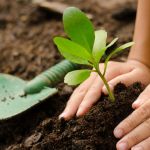 Image of plant in soil representing sustainability