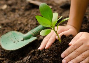 Image of plant in soil representing sustainability